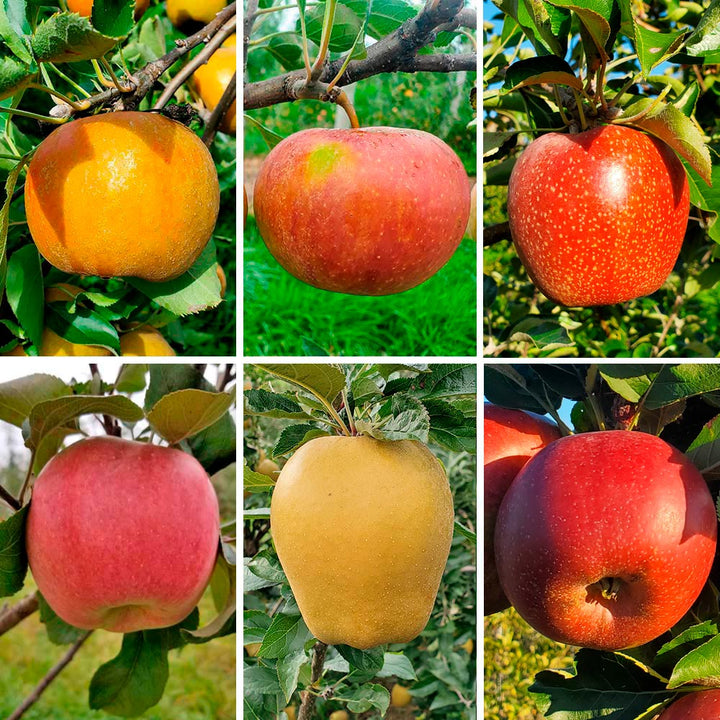 Hidden Gem Heirloom Apples - Standard Shipping Included