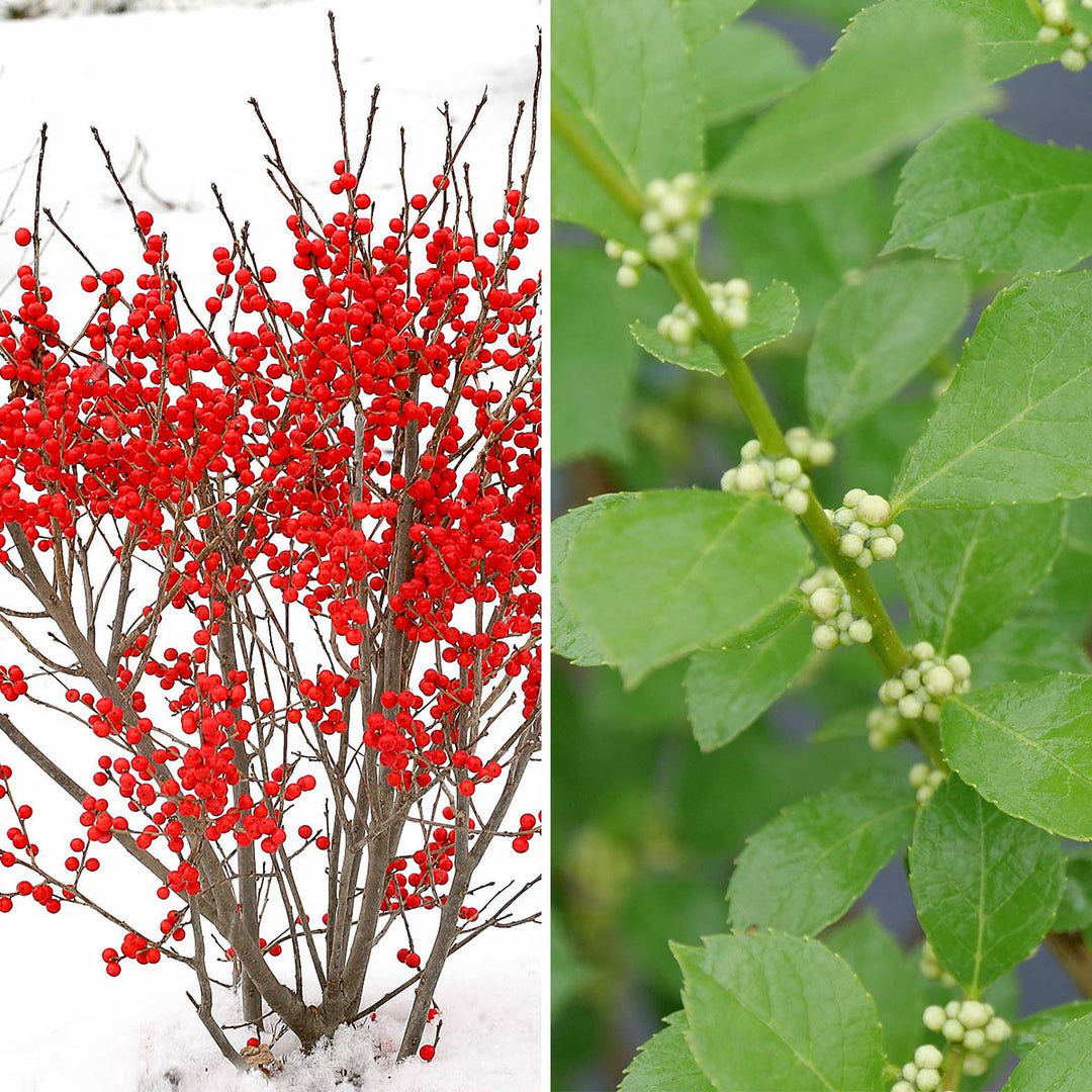 Compact Winterberry Duo