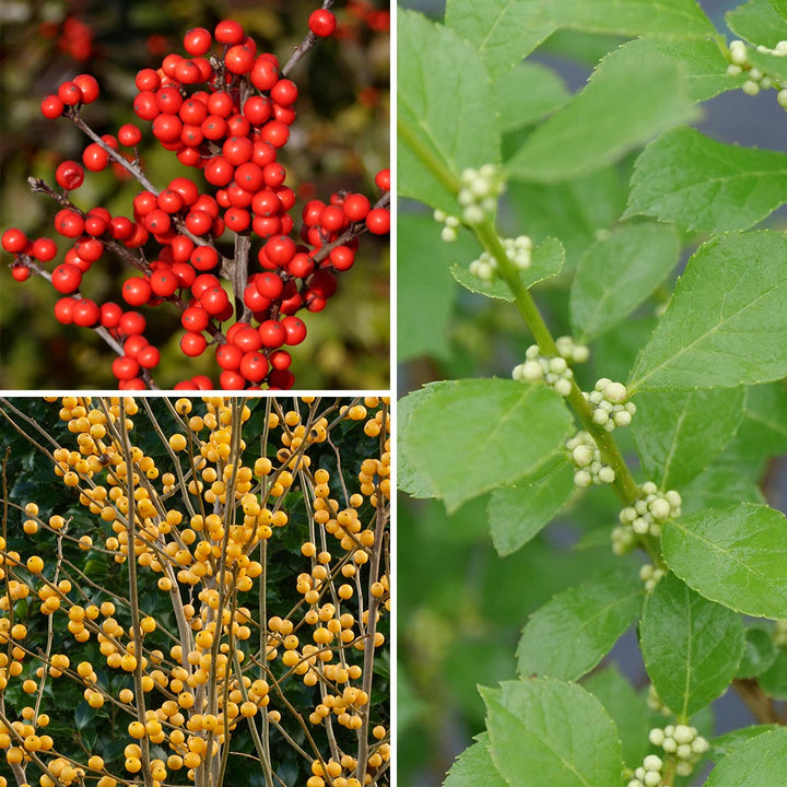 Winterberry Trio - 1 gallon pots