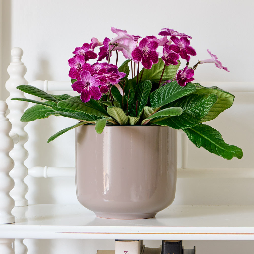 Cape Primrose 'Strawberry Ice' in taupe ceramic cachepot