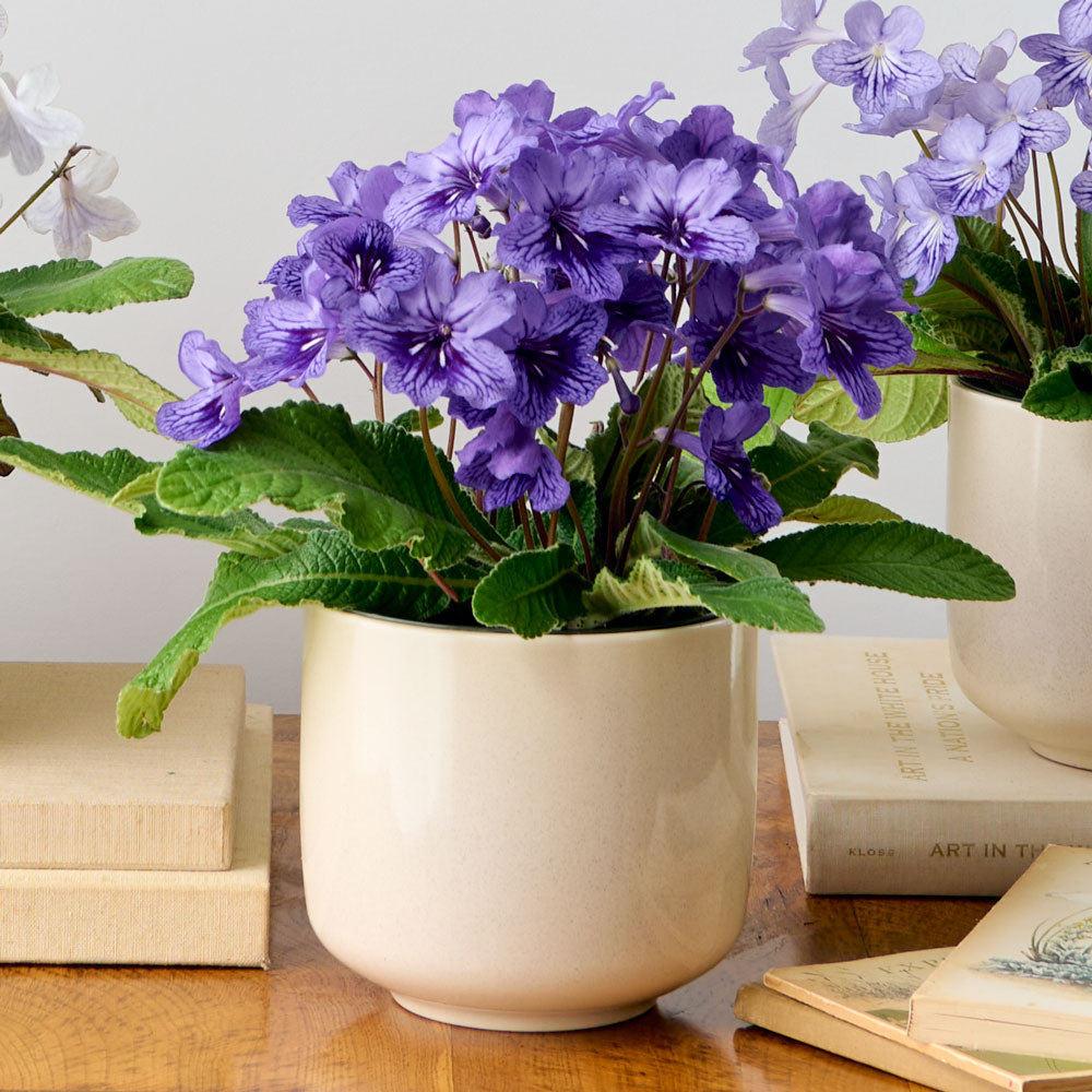 Cape Primrose 'Blueberry' in cream ceramic cachepot