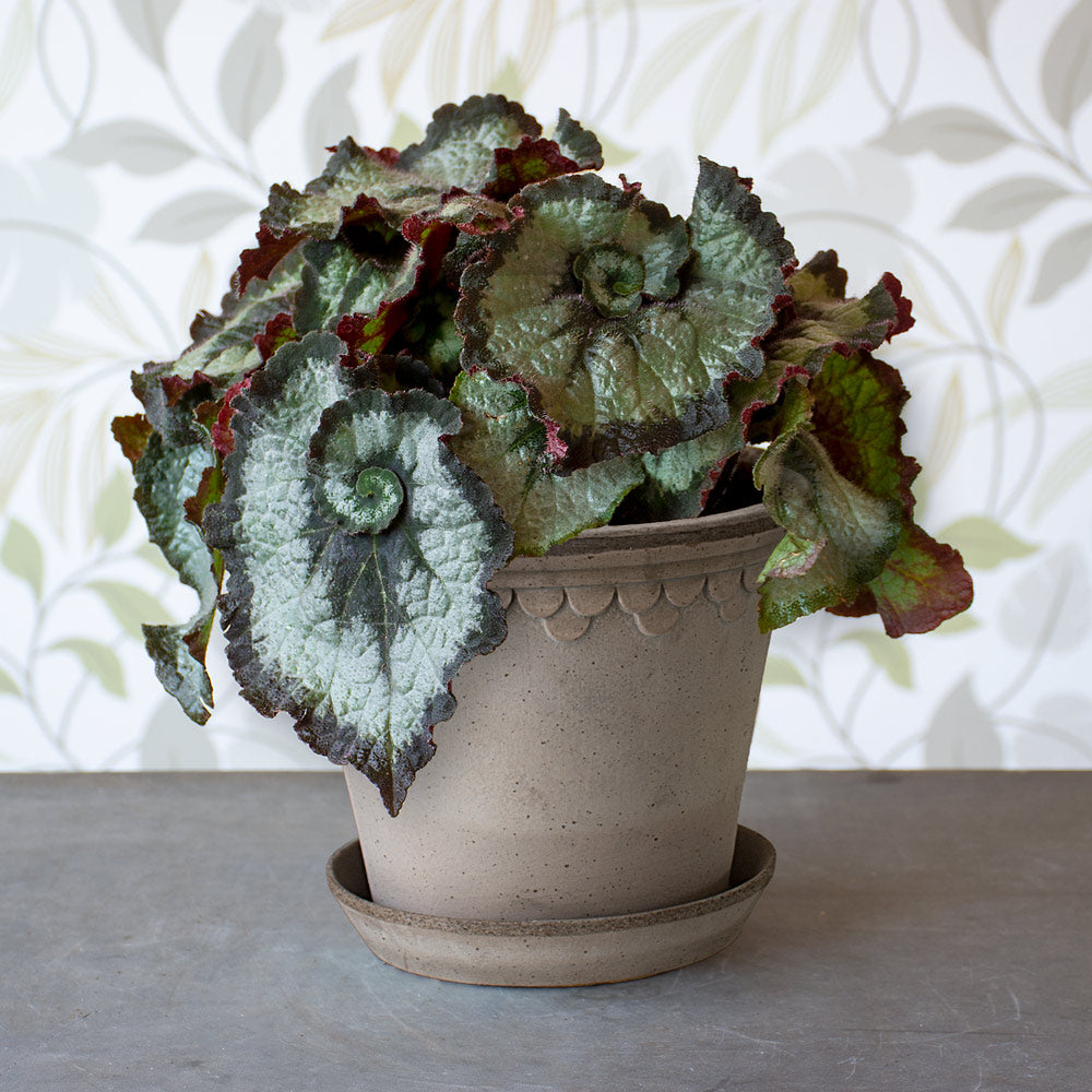 Begonia Escargot in Berg Pot & Saucer