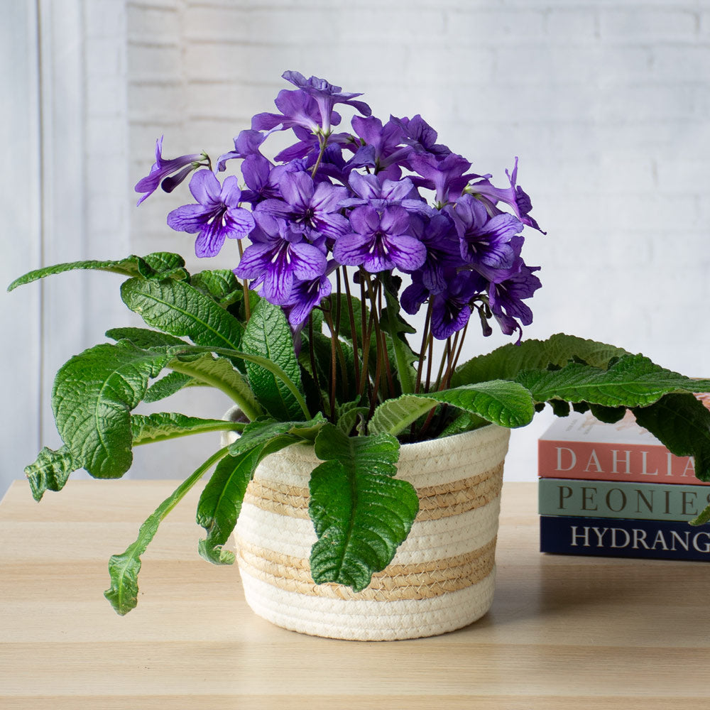 Cape Primrose 'Blueberry' in striped jute basket