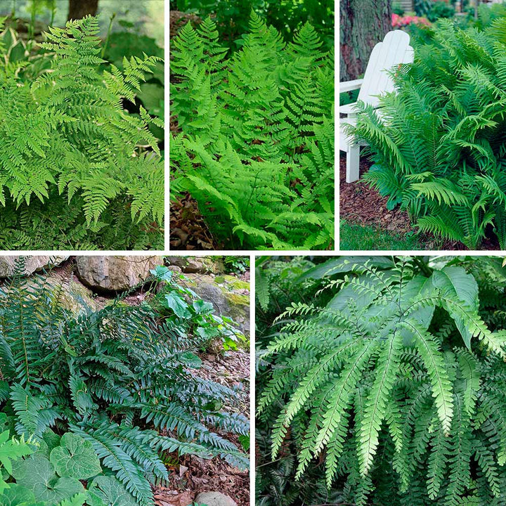 Native Fern Sampler