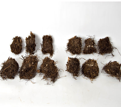 Cornerstone Astilbe Collection