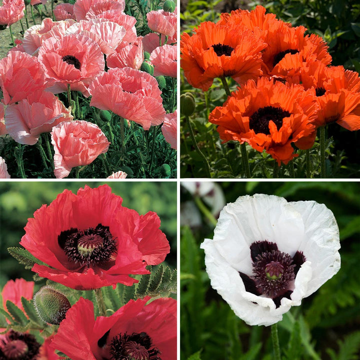 Rainbow Sampler of Oriental Poppies