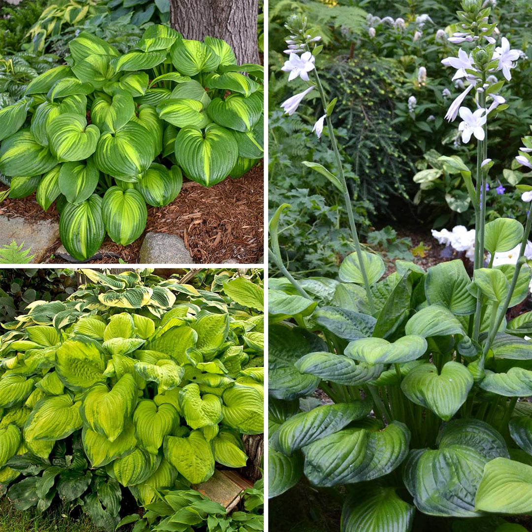 Fragrant Hosta Collection