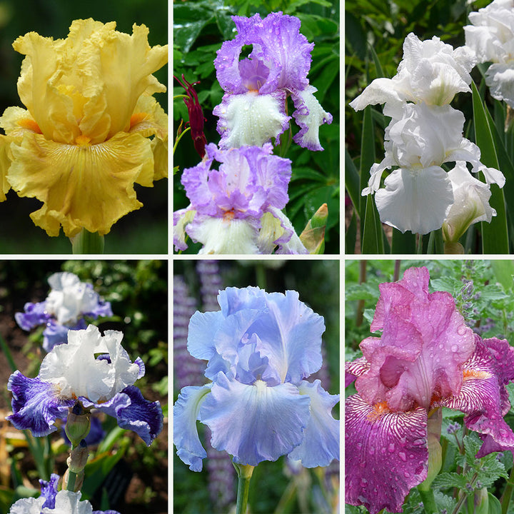 Reblooming Tall Bearded Iris Collection, 6 plants