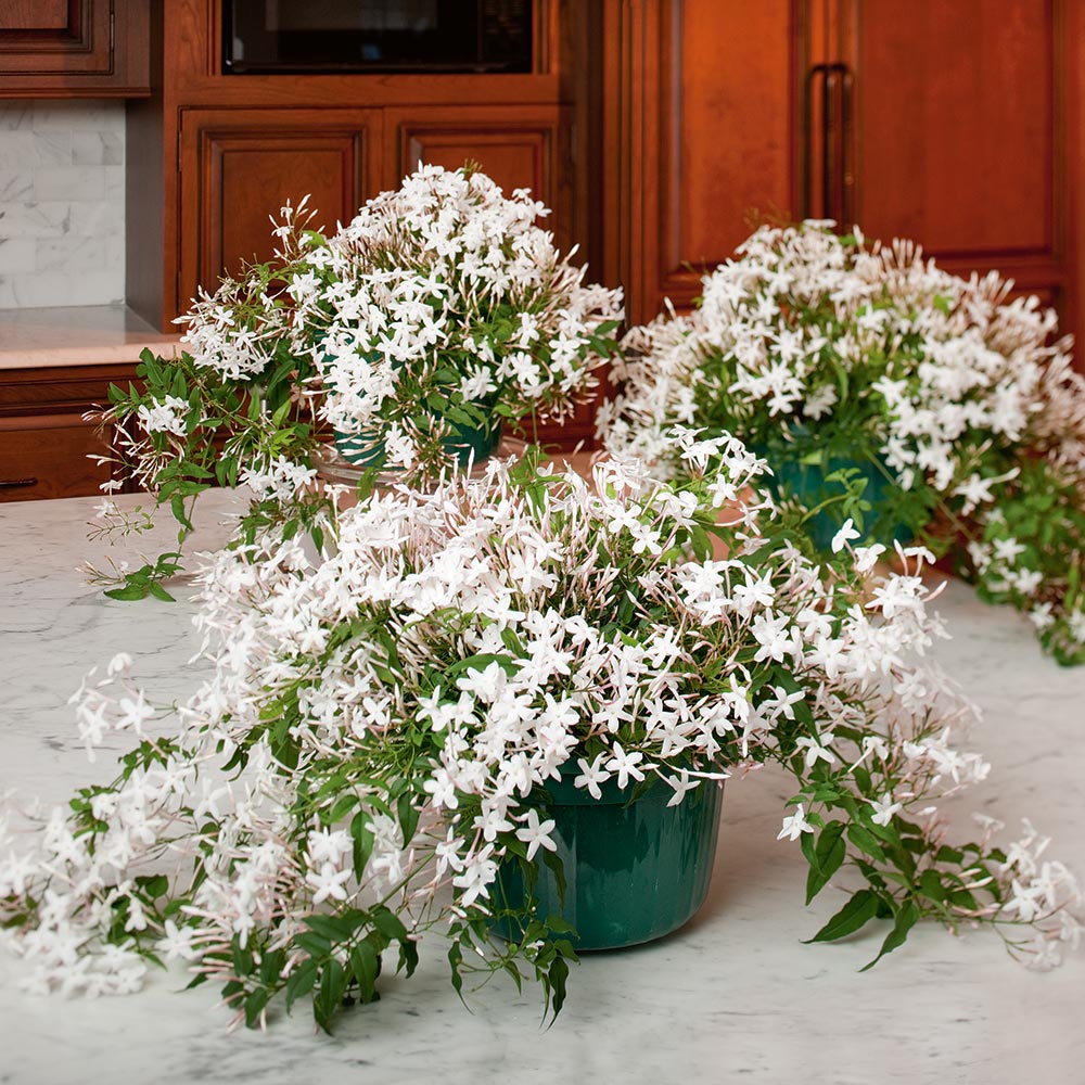 Jasmine in Nursery Pots to 3 Different Addresses - Standard Shipping Included