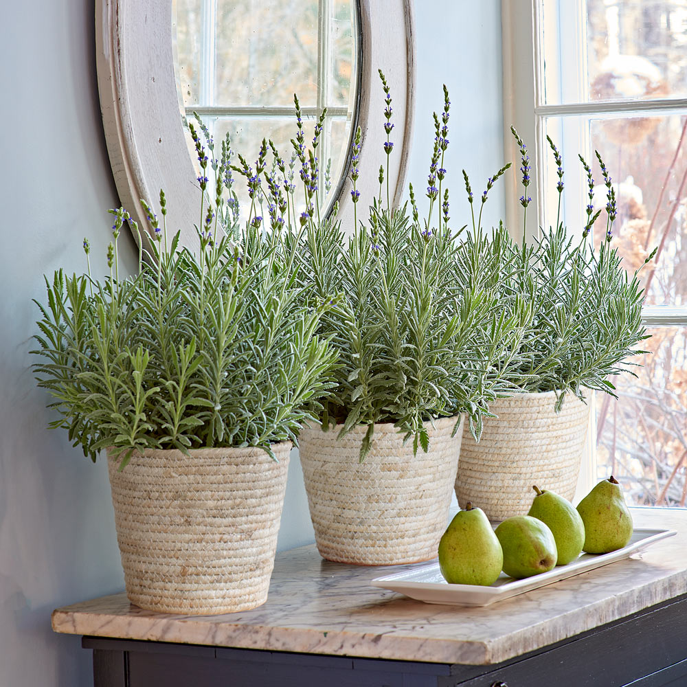 Lavender 'Goodwin Creek Grey' in Baskets to 3 Different Addresses - Standard Shipping Included