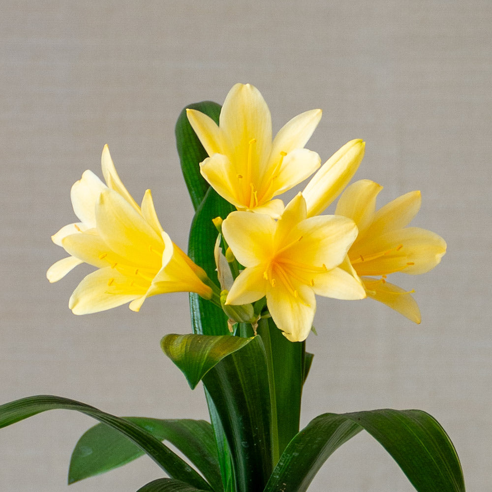 Clivia miniata var. citrina in terracotta pot with saucer
