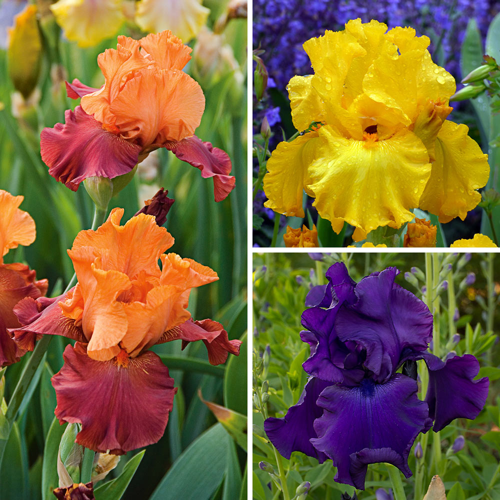 Bold Tall Bearded Iris Collection