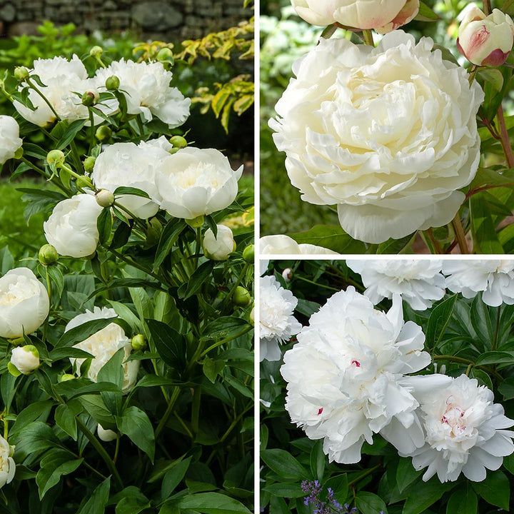Fragrant White Peony Collection