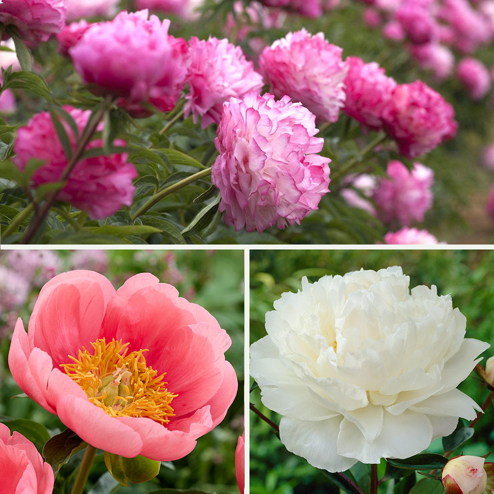 Uncommon Treasures Peony Trio