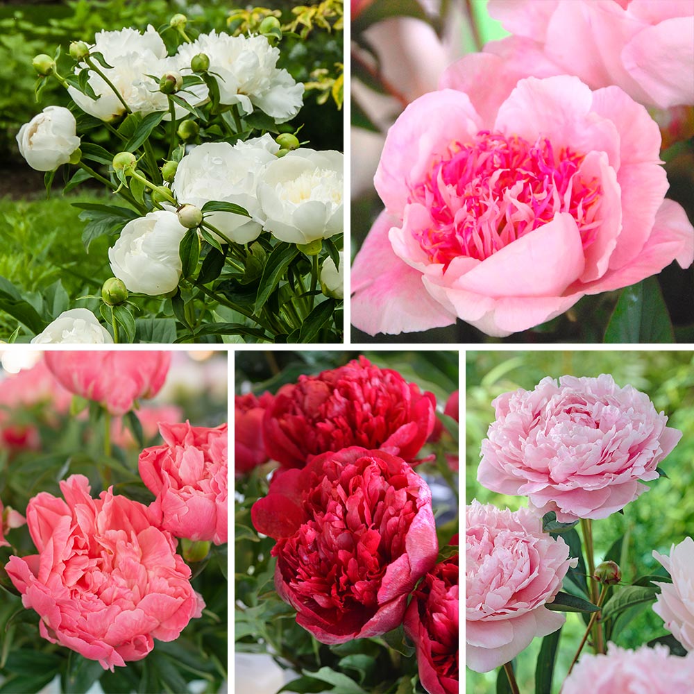 The Peony Parade Collection