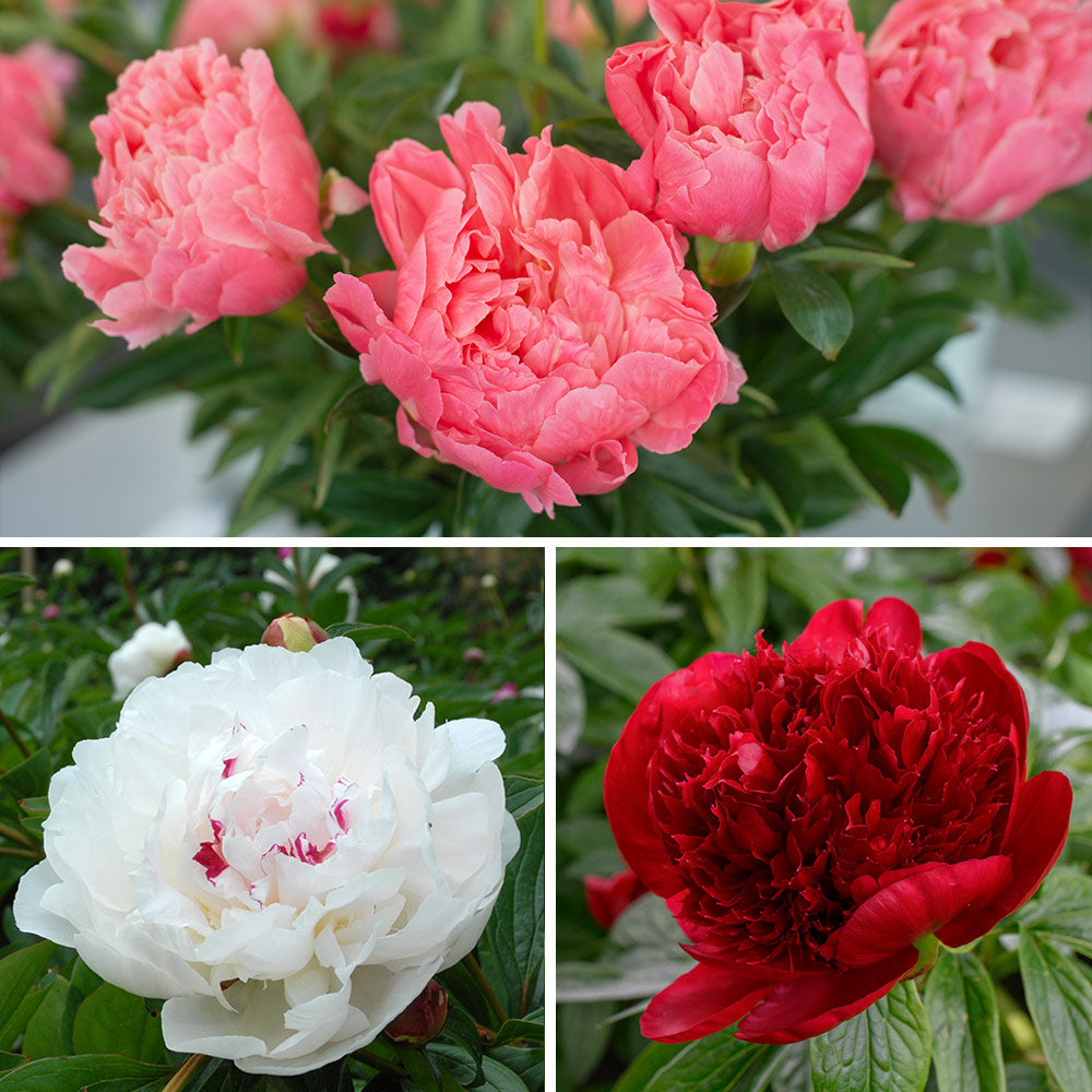 Award-Winning Peony Trio