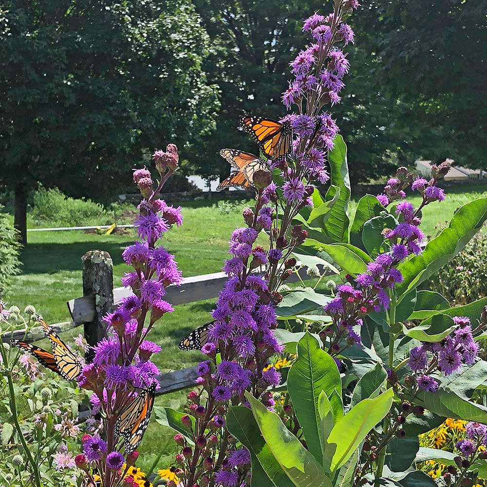 Monarch Butterfly Perennial Garden