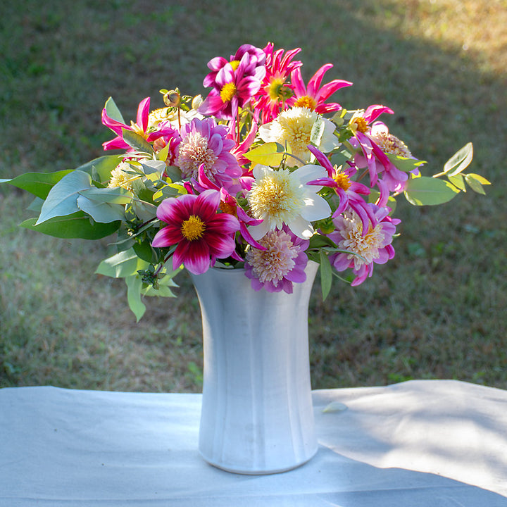 Sweet Stars Dahlia Collection