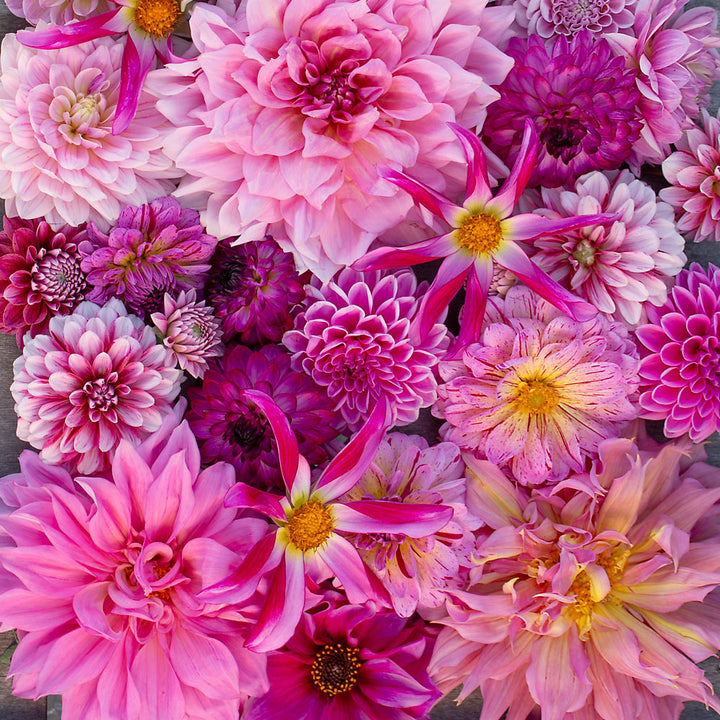 Party of Pinks Dahlia Mix