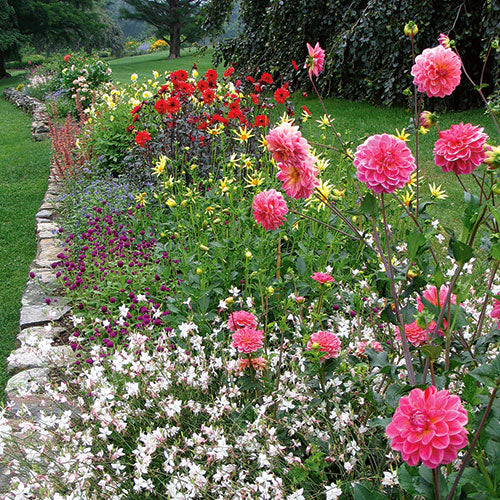 Last Hurrah Collection of Dahlias - 5 tubers