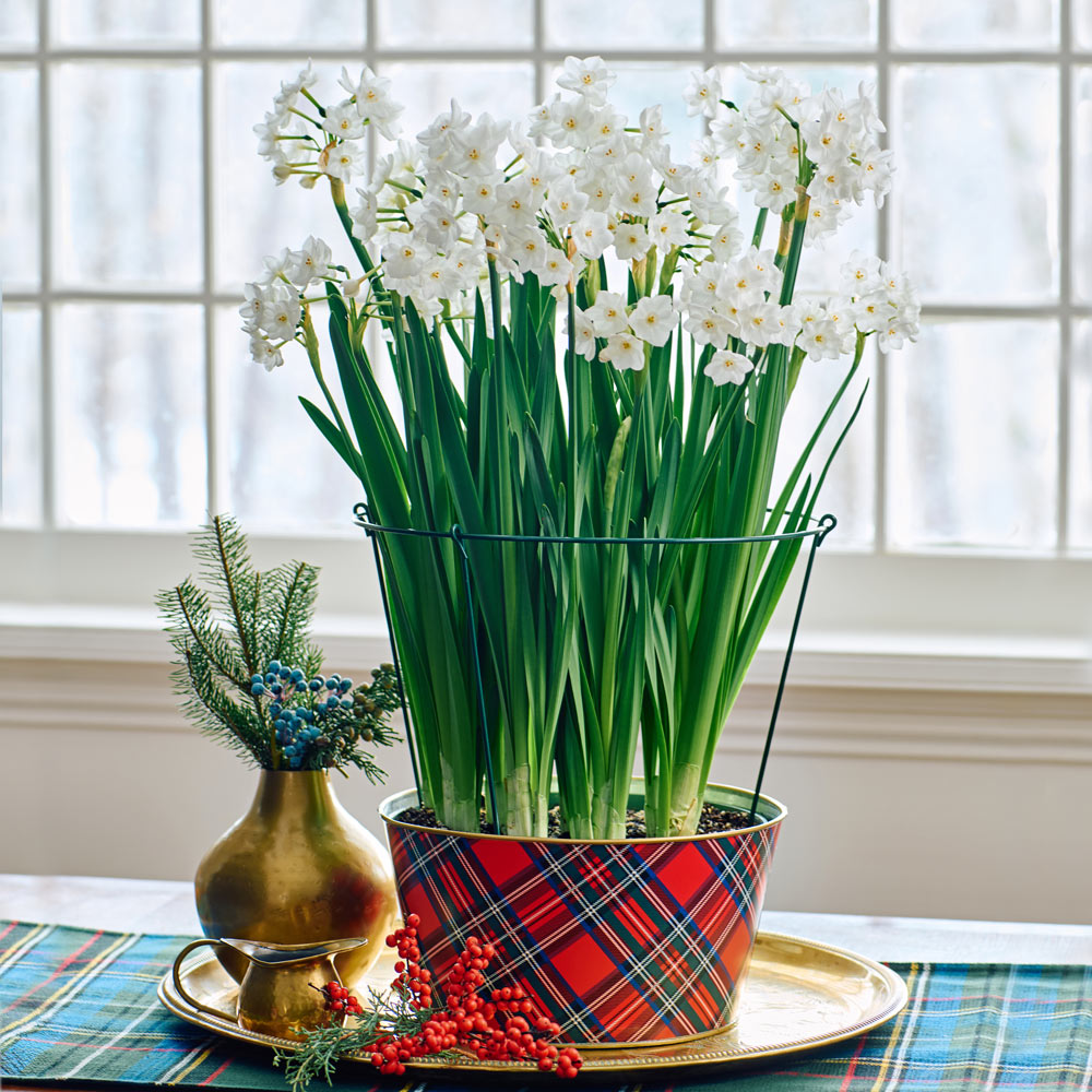 New Lily Varieties | White Flower Farm