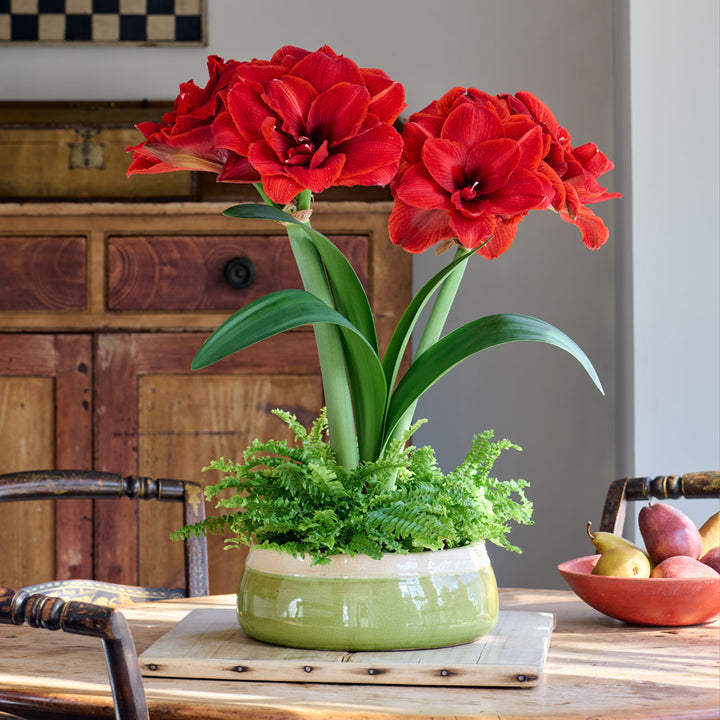 Amaryllis ‘Cherry Nymph’ & Fern Dish Garden Kit