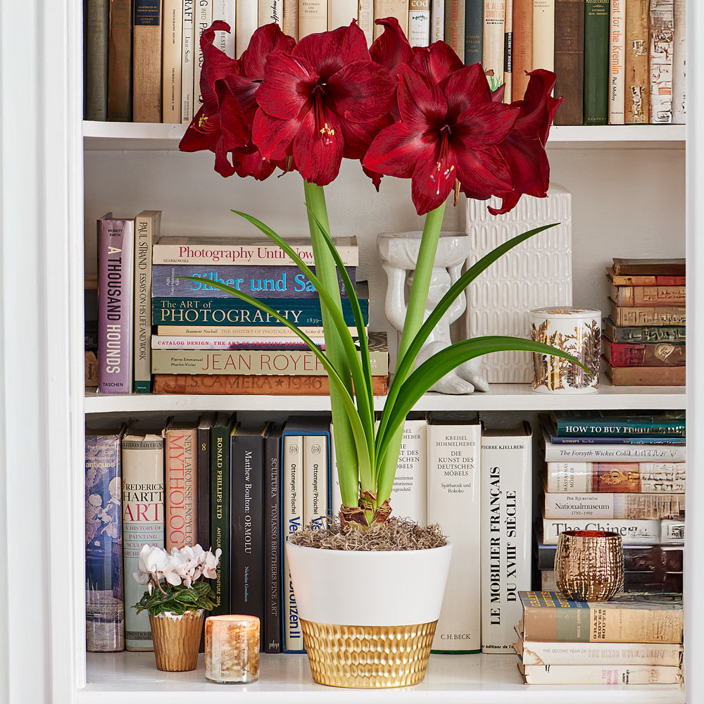 Amaryllis 'Red Pearl'