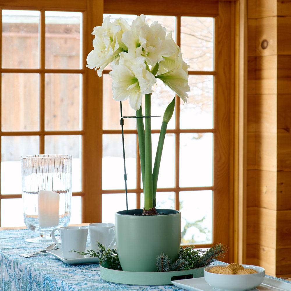 Amaryllis 'Alfresco'