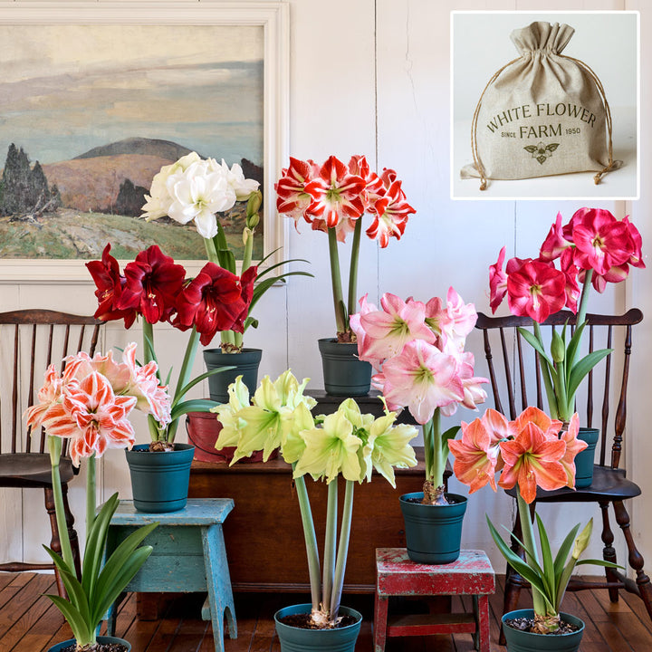 Connoisseur's Amaryllis Collection: 8 bulbs in White Flower Farm linen bags