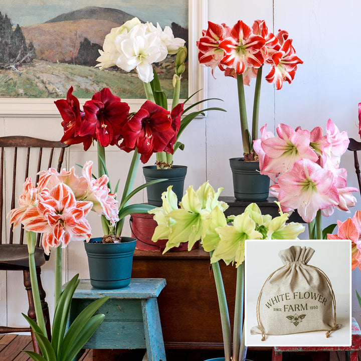 Amaryllis Sextet: 6 bulbs in White Flower Farm linen bags