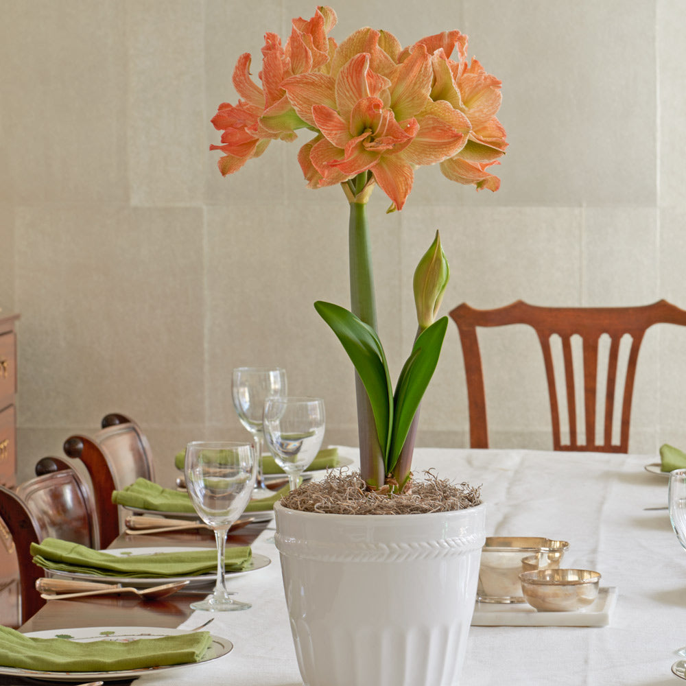 Amaryllis 'Exotic Nymph'