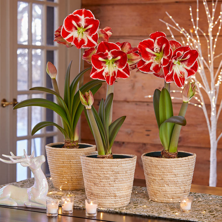 Bicolor Amaryllis in Natural Jute Baskets to 3 Different Addresses - Standard Shipping Included