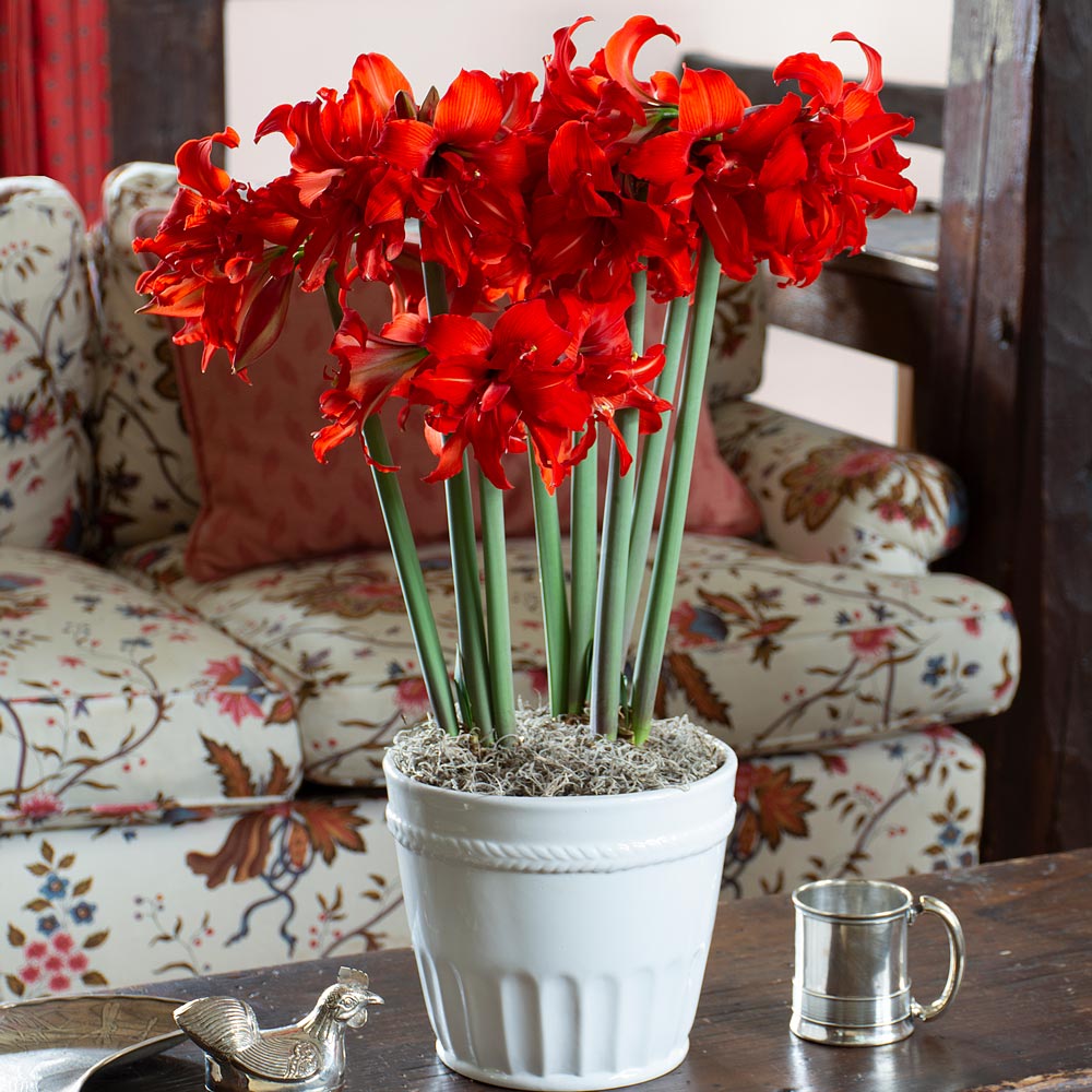 Amaryllis 'Fanfare'
