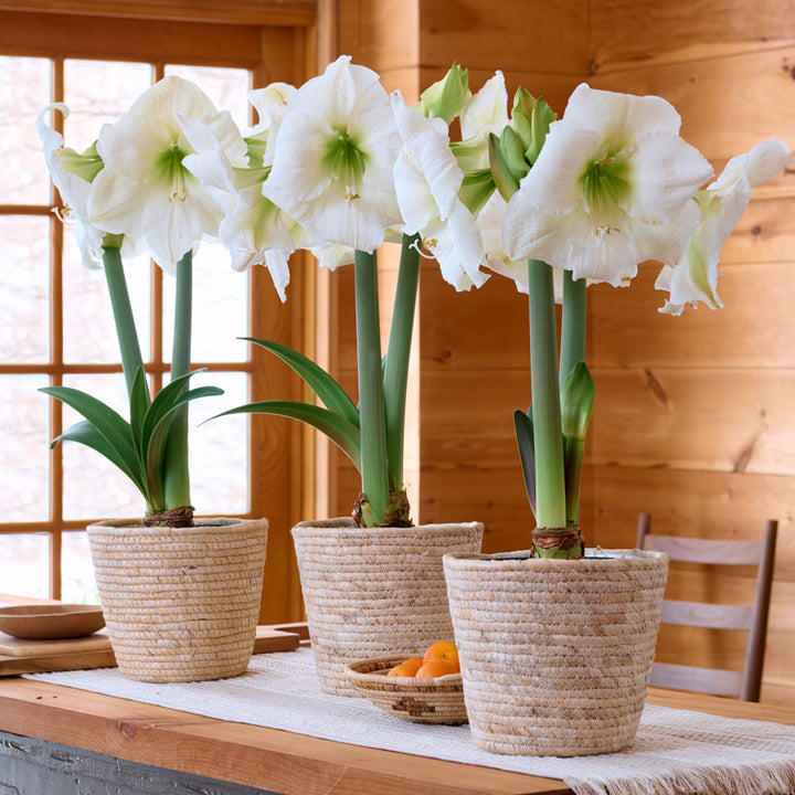 White Amaryllis in Natural Jute Baskets to 3 Different Addresses - Standard Shipping Included