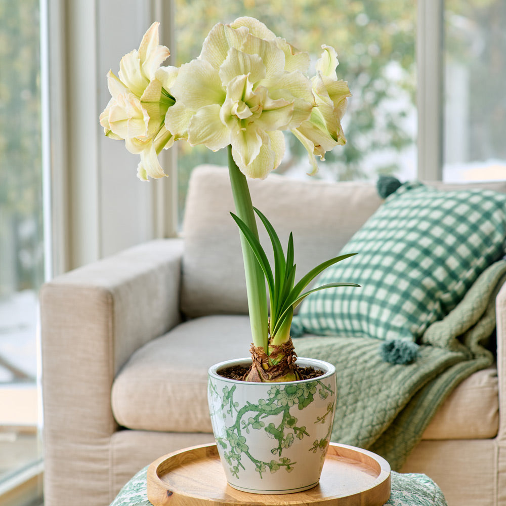 Amaryllis 'Polar Belle'