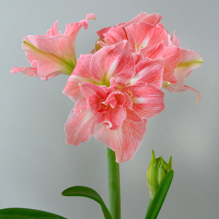 Amaryllis 'Lovely Nymph,' one bulb in nursery pot