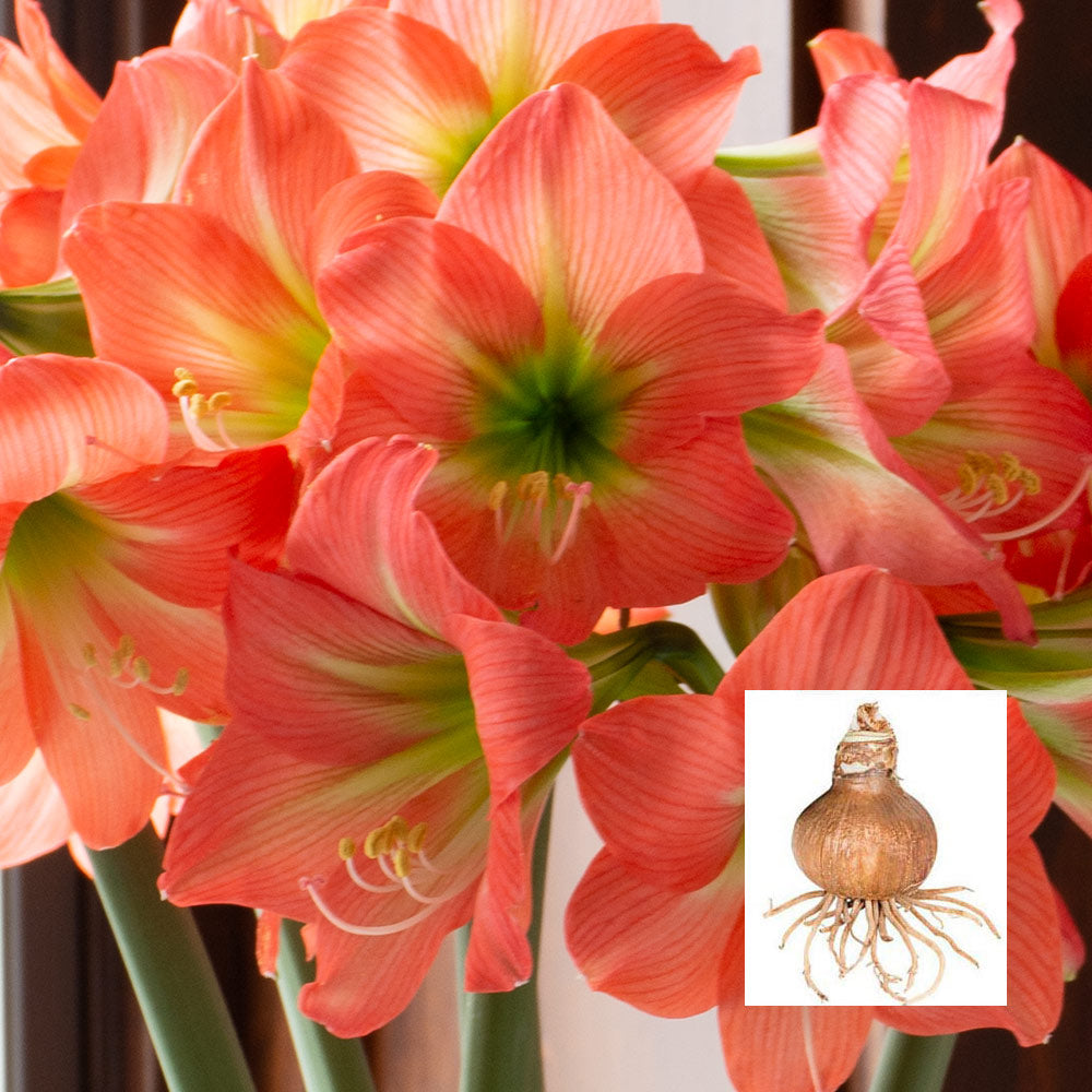 Amaryllis 'Belladonna,' one bulb in linen bag