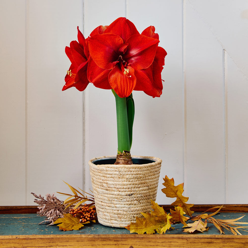 Amaryllis 'Merry Christmas,' one bulb in natural jute basket