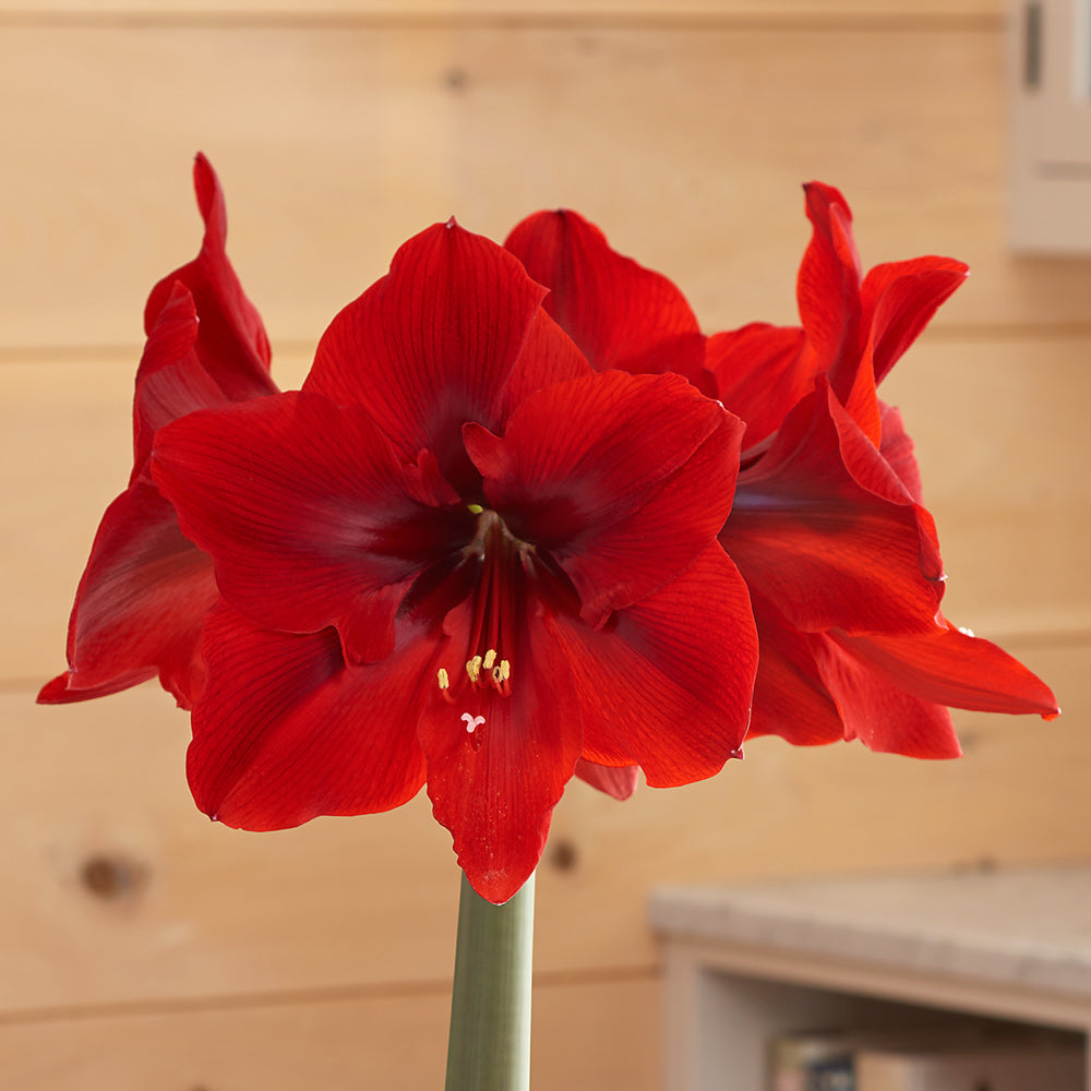 Amaryllis 'Red Cream,' one bulb in nursery pot