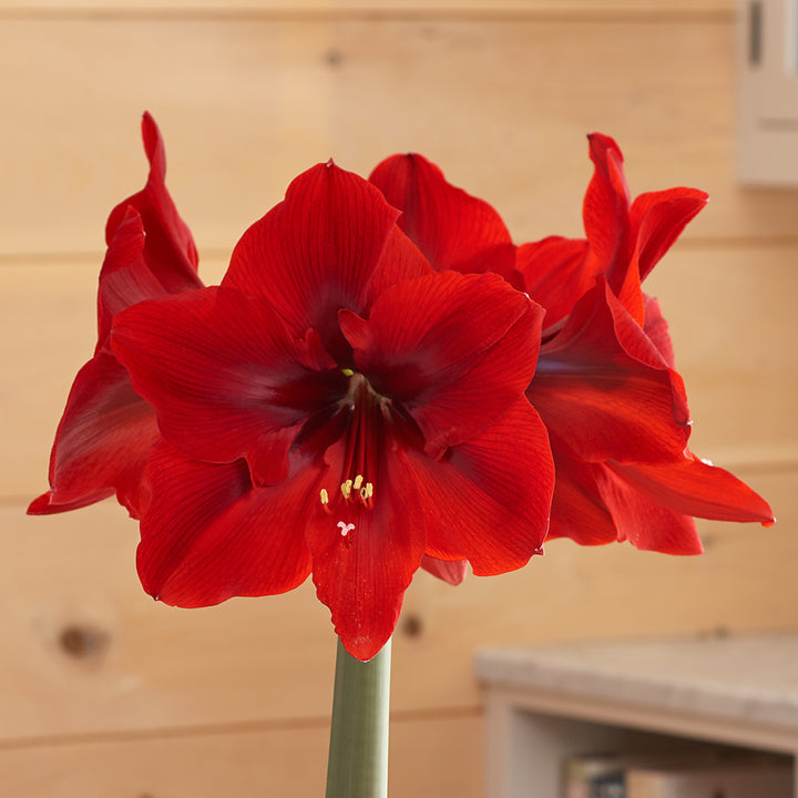 Amaryllis 'Red Cream,' one bulb in nursery pot