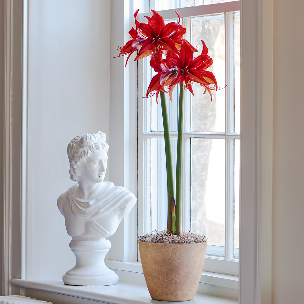 Amaryllis 'Bogota'