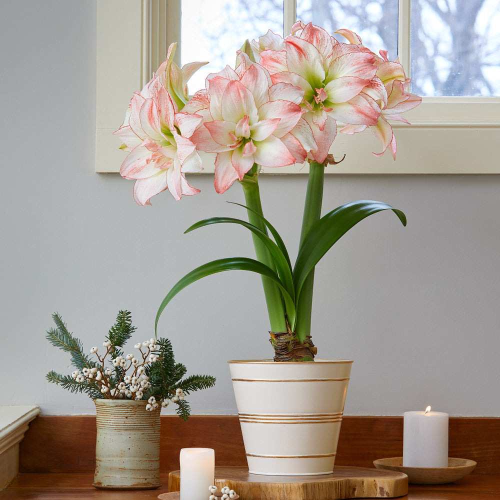 Amaryllis 'Aphrodite'