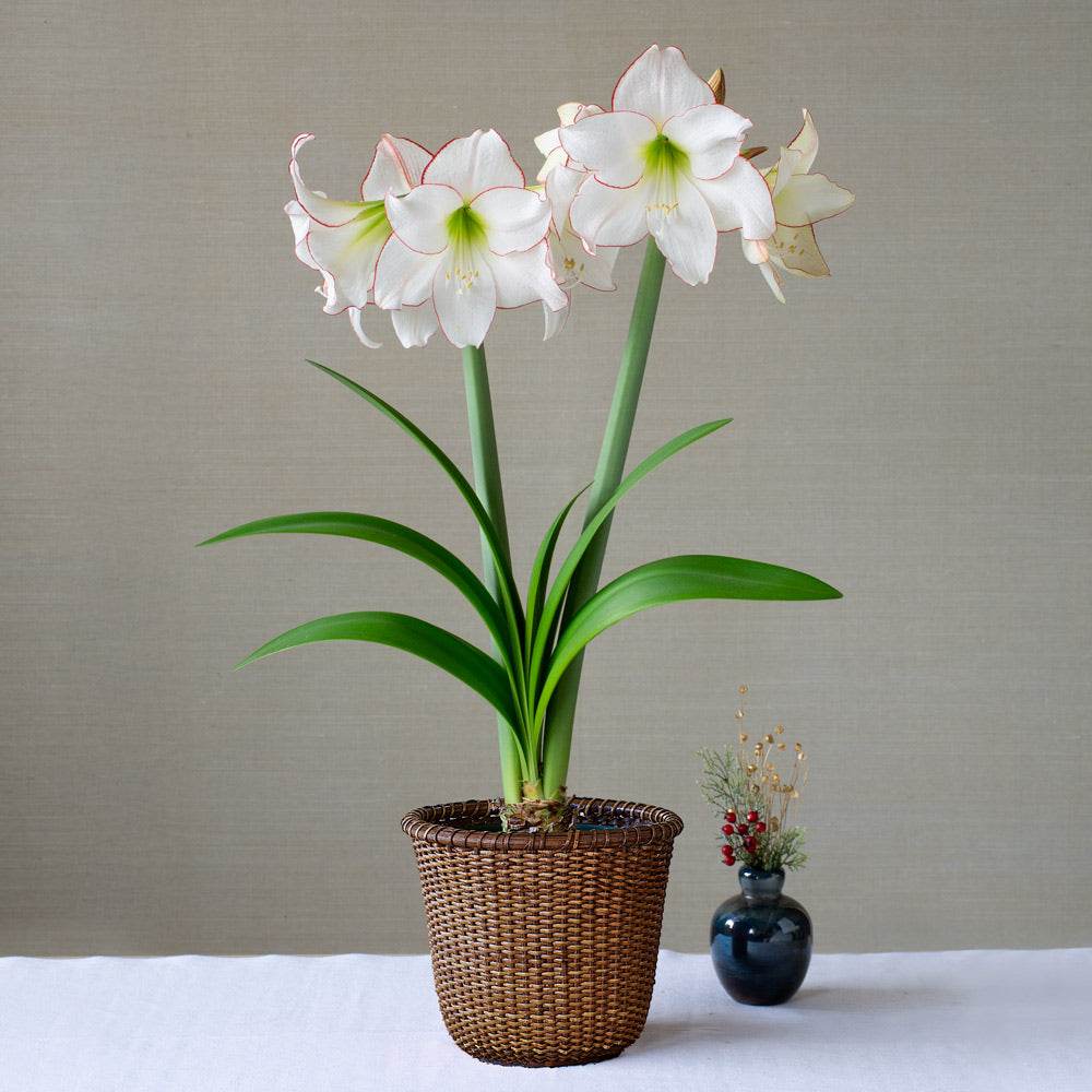 Amaryllis 'Picotee'