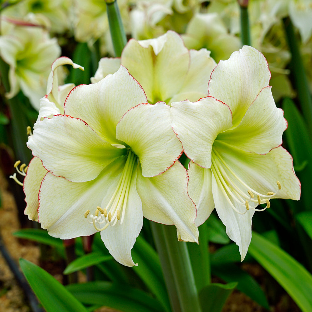 Amaryllis 'Lemon Cream,' one bulb in nursery pot