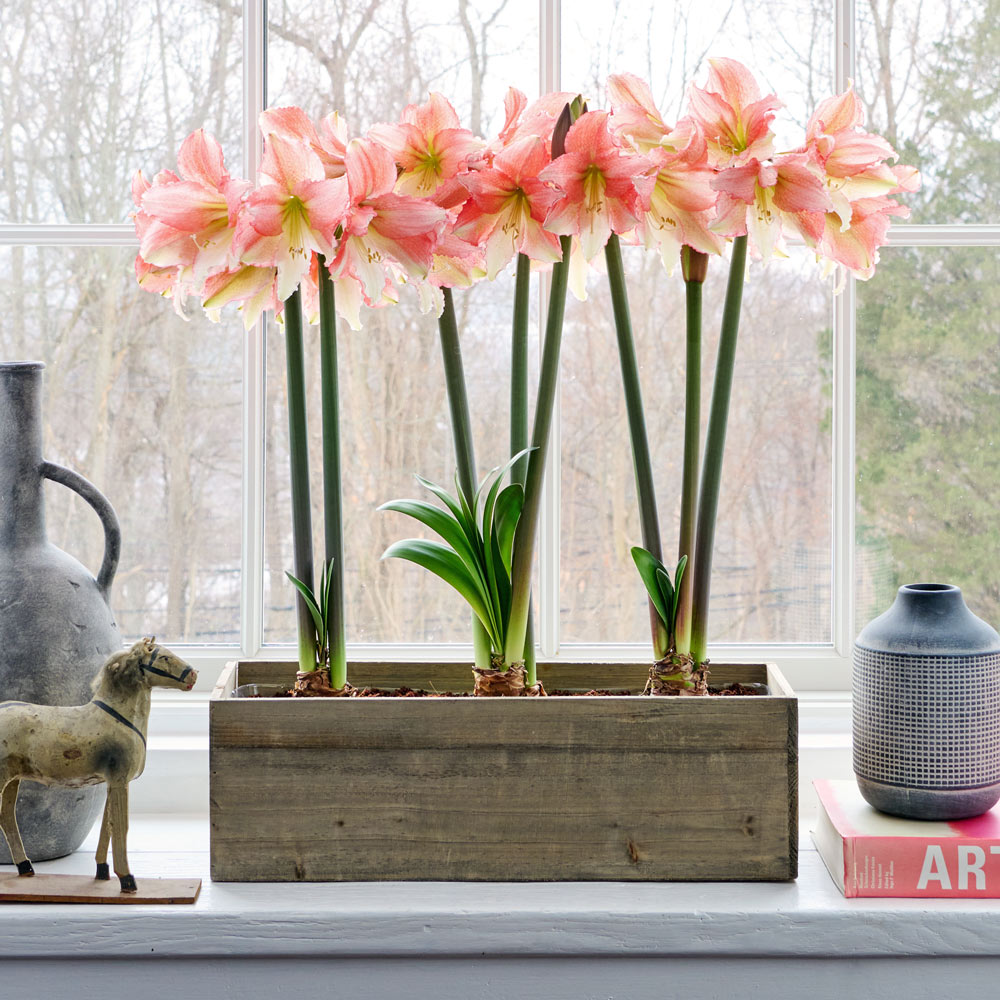 Amaryllis 'Tinkerbell'