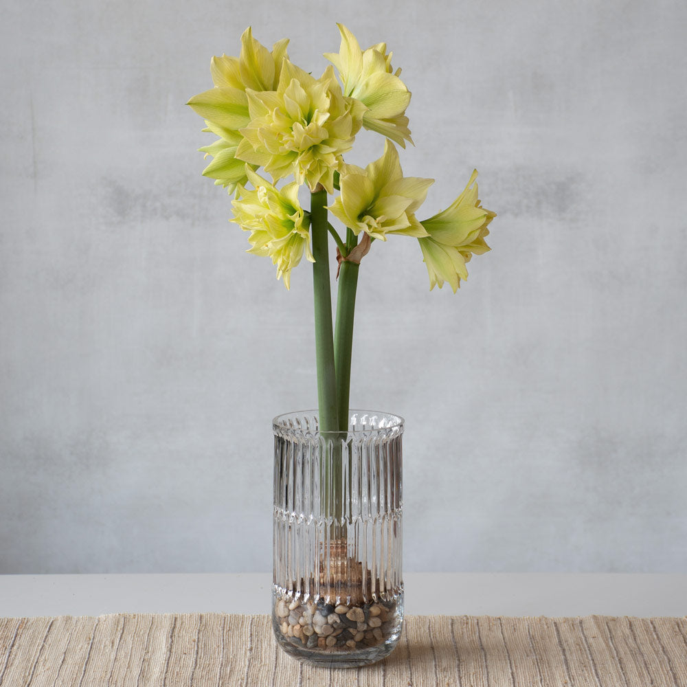 Amaryllis 'Yellow Crown'