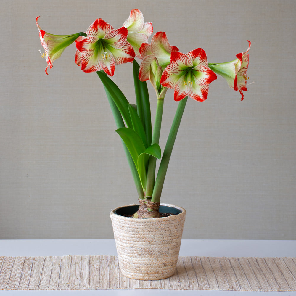 Amaryllis 'Tropical Sensation,' one bulb in natural jute basket