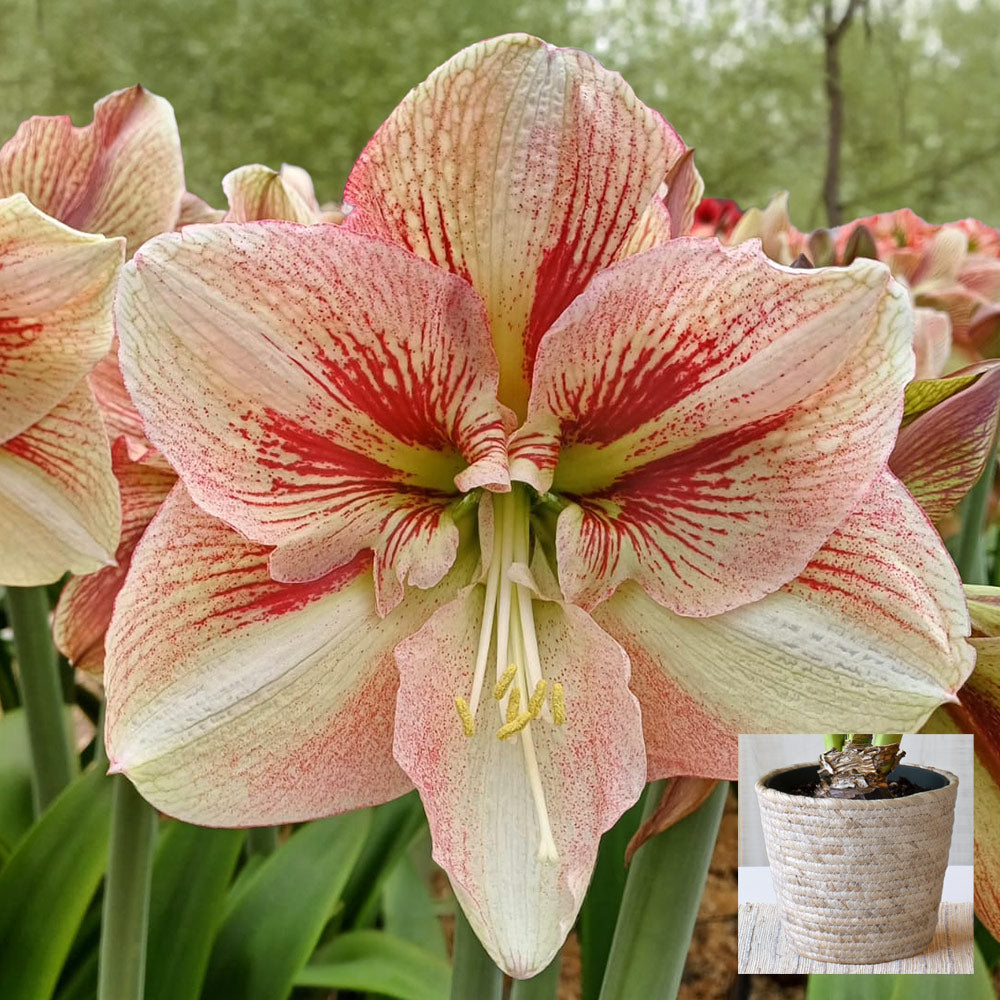 Amaryllis 'Burgundy Haze,' one bulb in natural jute basket