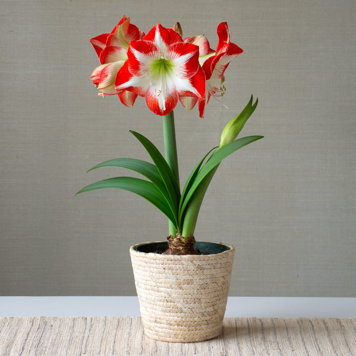 Amaryllis 'Mascotte,' one bulb in natural jute basket