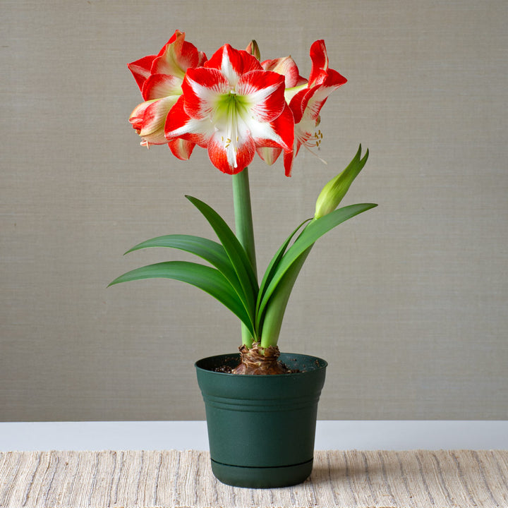 Amaryllis 'Mascotte,' one bulb in nursery pot